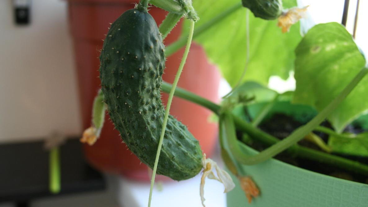 Cucumber in pots discount